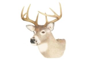 deer_deason