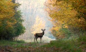 Deer standing in colorful autumn forest.